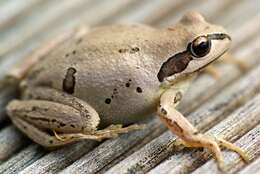 Image of Alpine Tree Frog