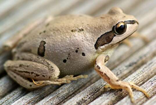 Sivun Litoria verreauxii (Duméril 1853) kuva