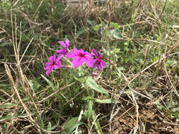 Image of annual phlox