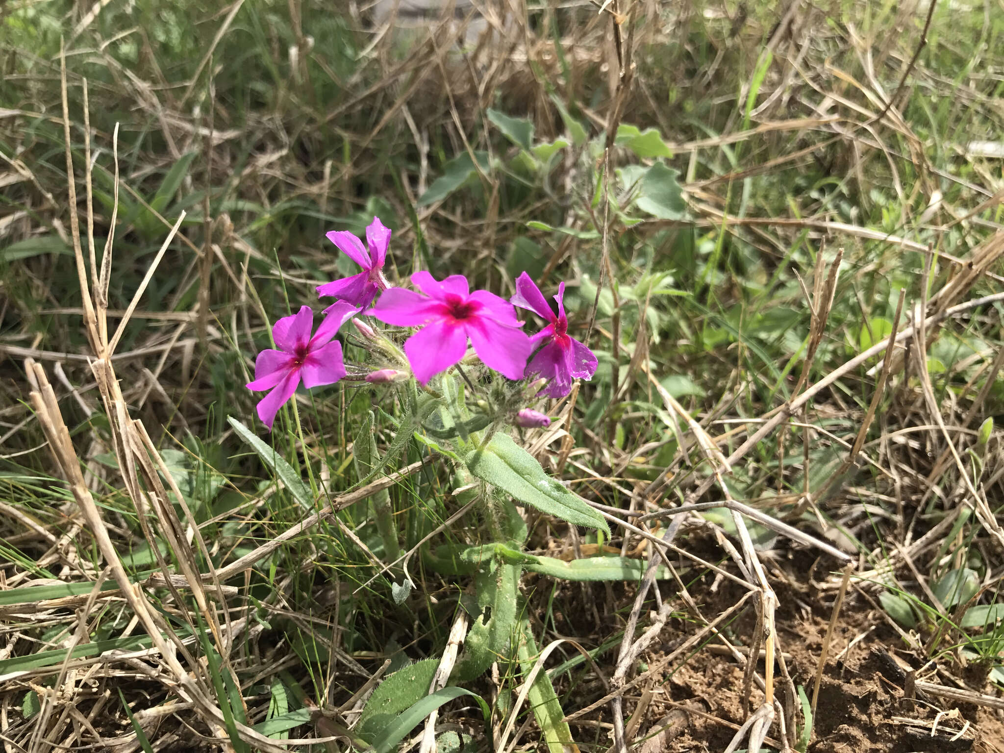 Image of annual phlox