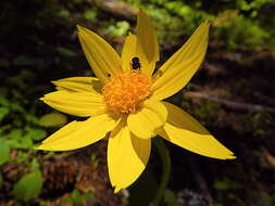 Image of heartleaf arnica