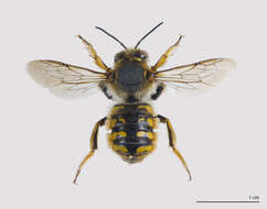 Image of wool-carder bee