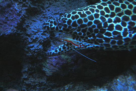 Image of Scarlet cleaner shrimp