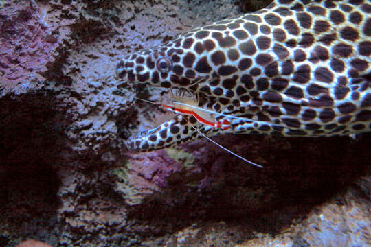 Image of honeycomb moray