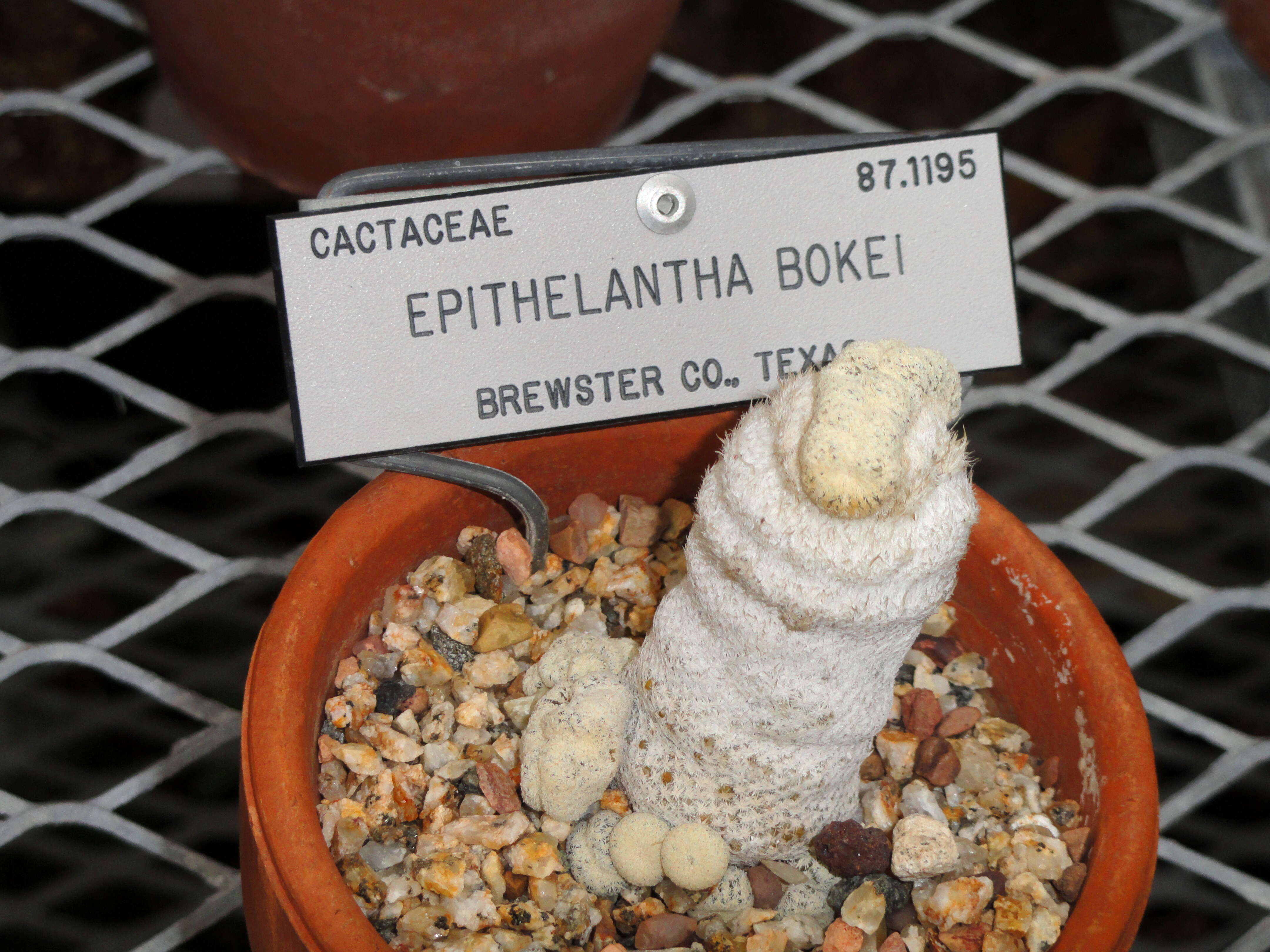 Image of Boke's Button Cactus