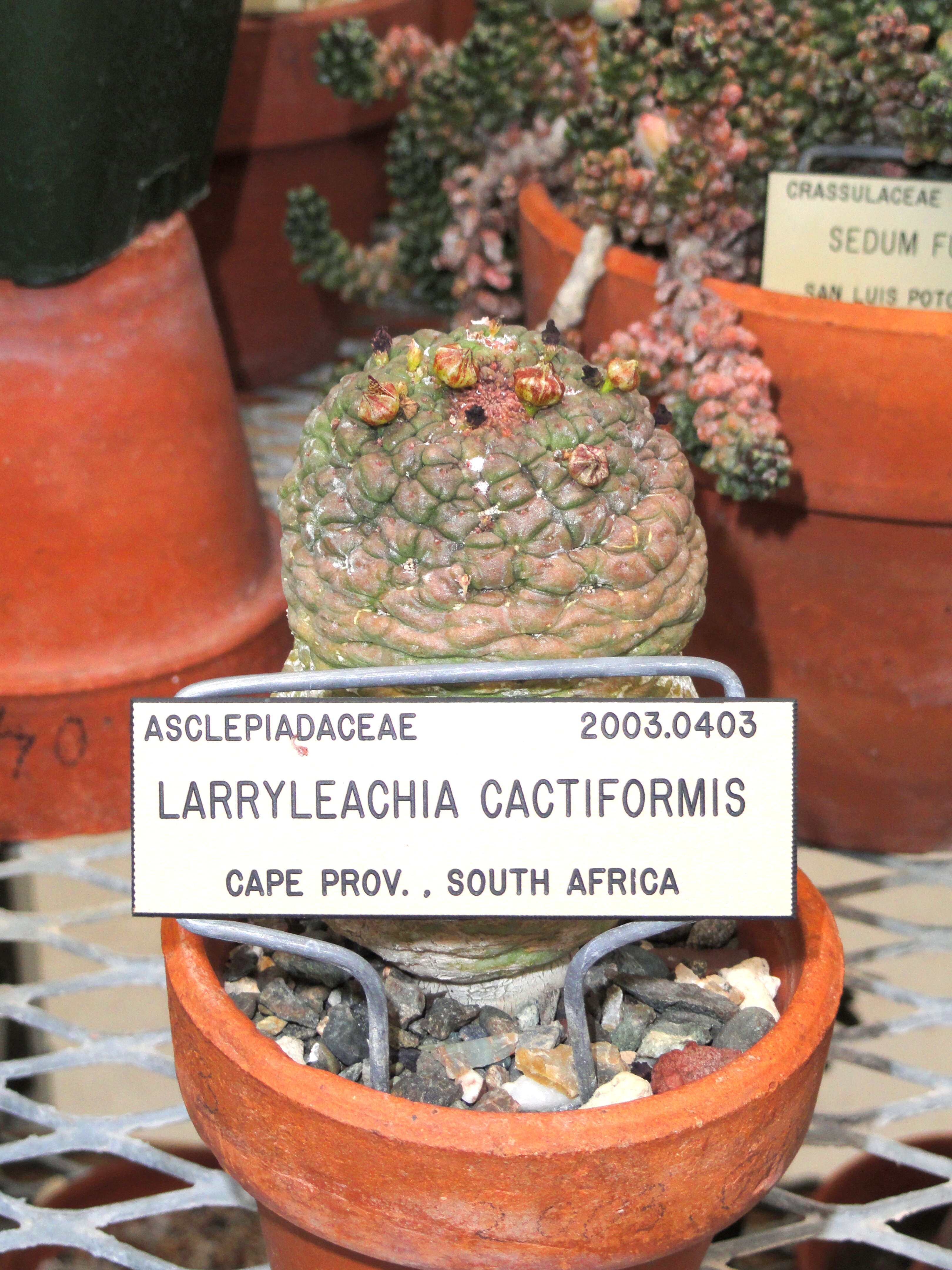 Image of Ceropegia cactiformis (Hook.) Bruyns