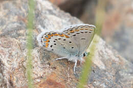 Image of <i>Plebejus fridayi</i>