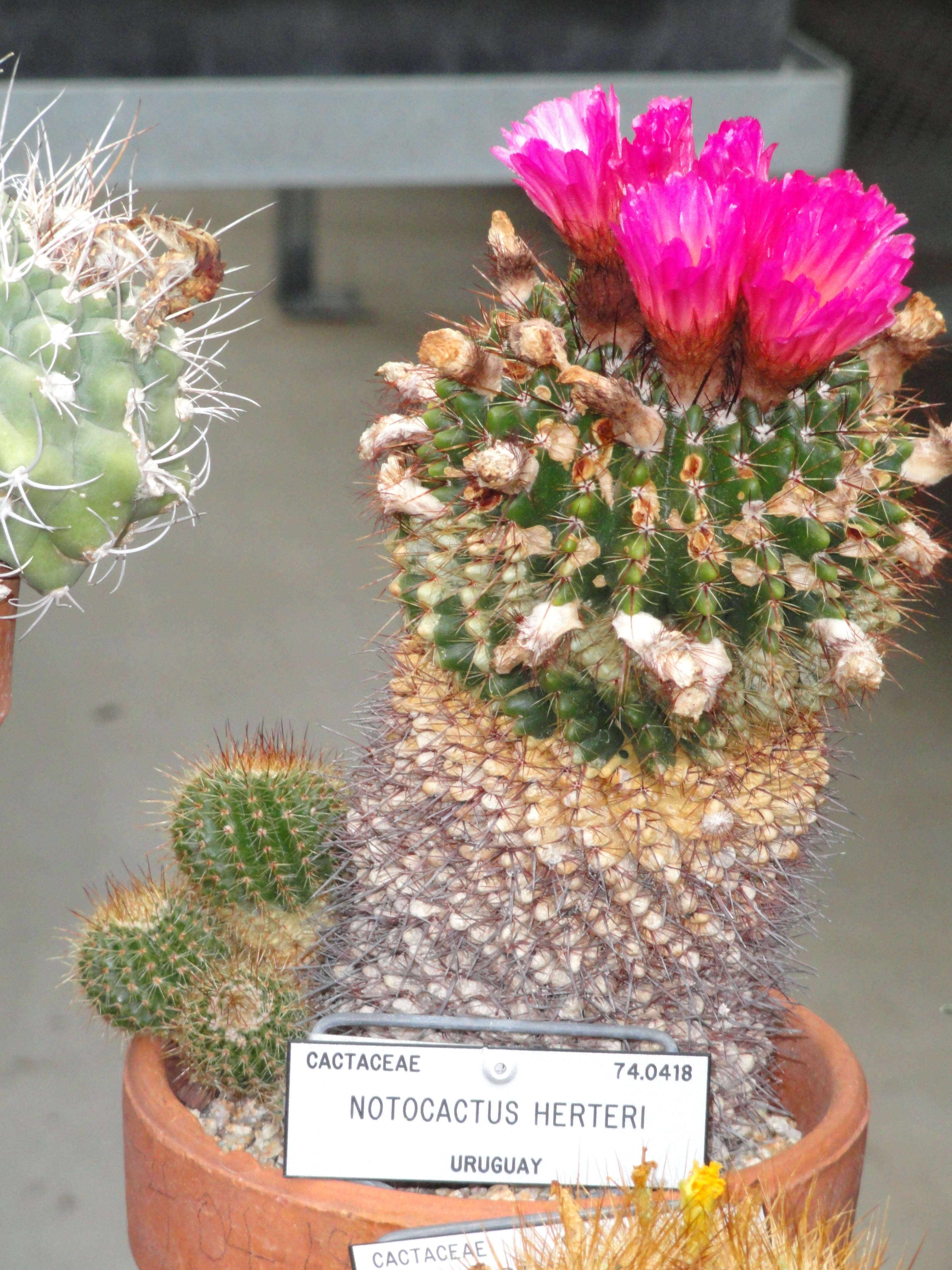 Image of Parodia herteri (Werderm.) N. P. Taylor