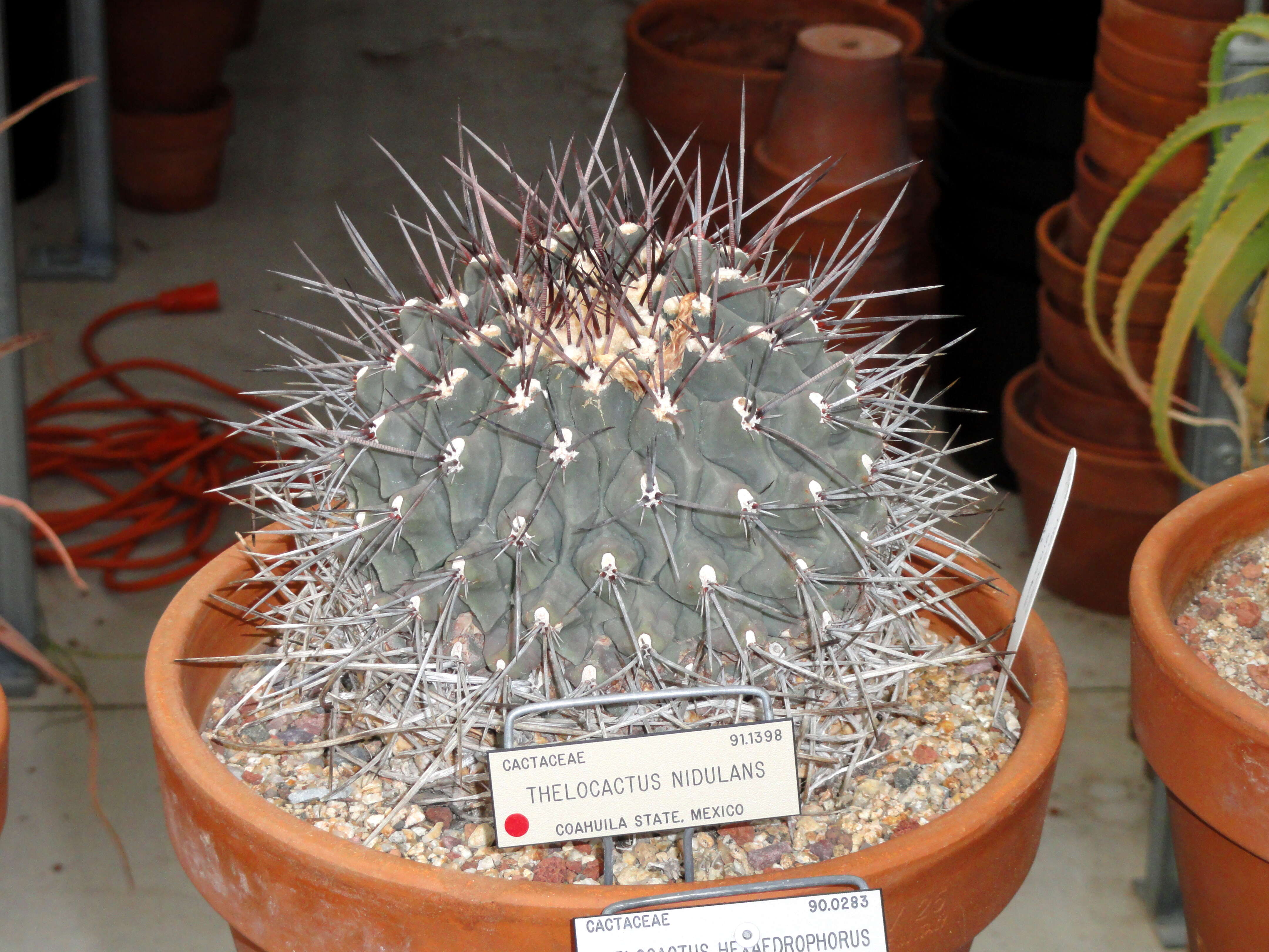 Image of Thelocactus rinconensis (Poselger) Britton & Rose