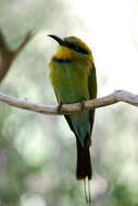 Image of Rainbow Bee-eater