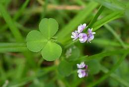 Image of Aztec Clover