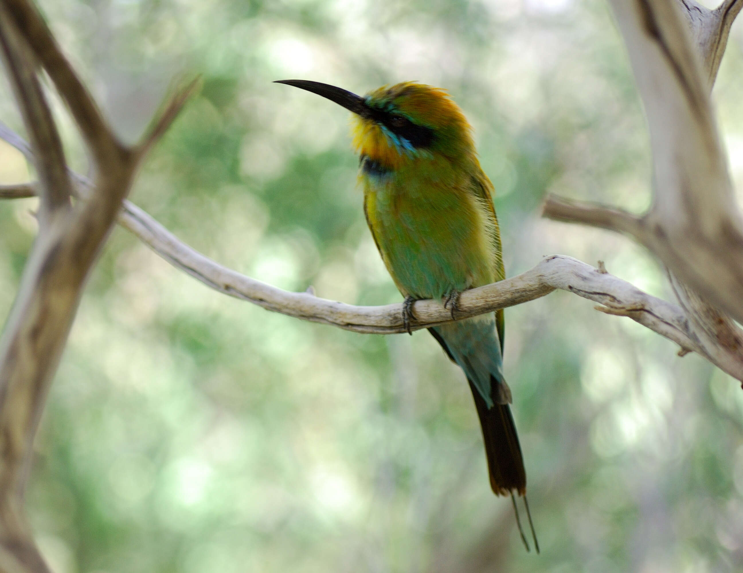 Image of Rainbow Bee-eater