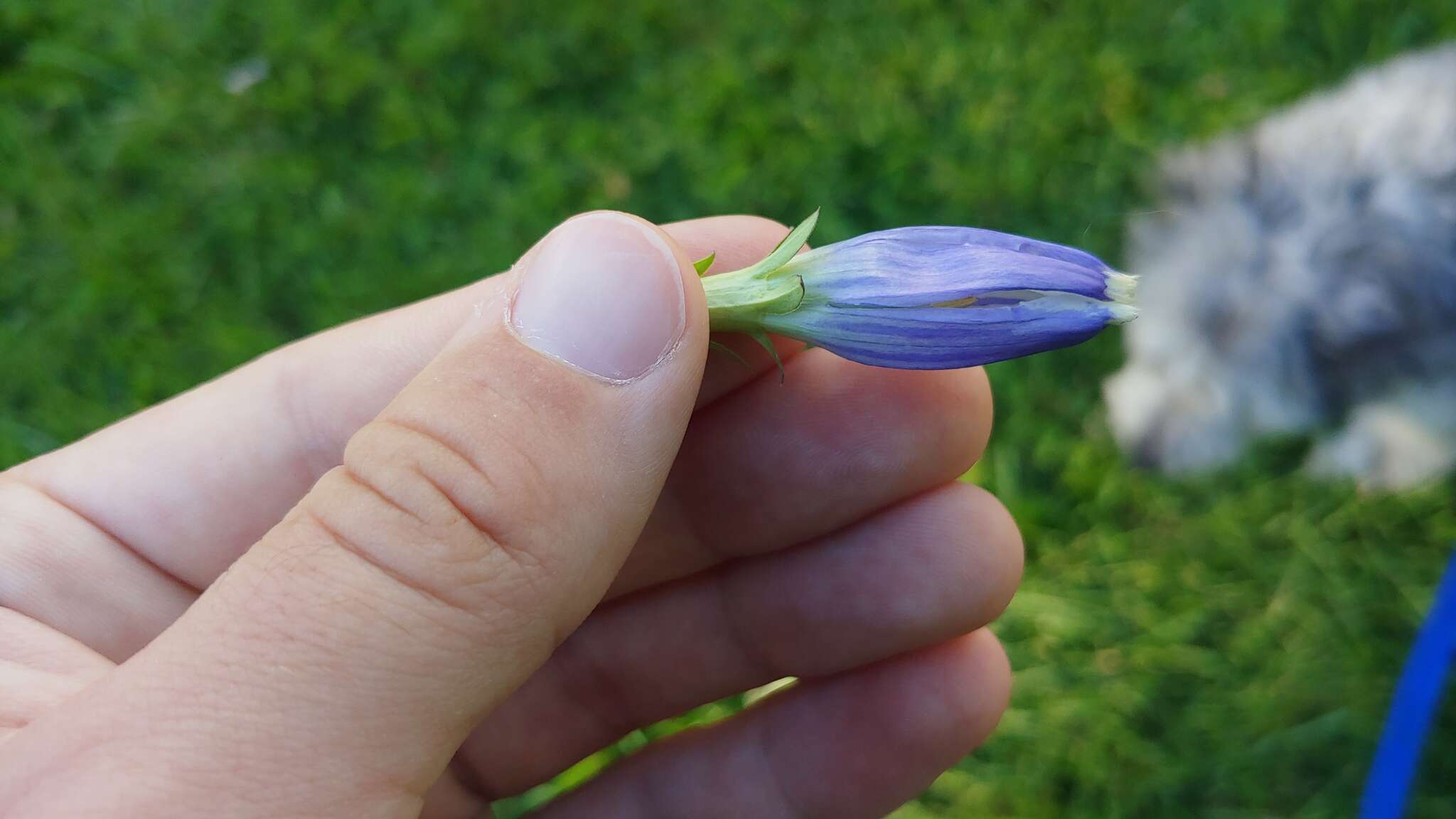 Image de <i>Gentiana <i>andrewsii</i></i> var. andrewsii