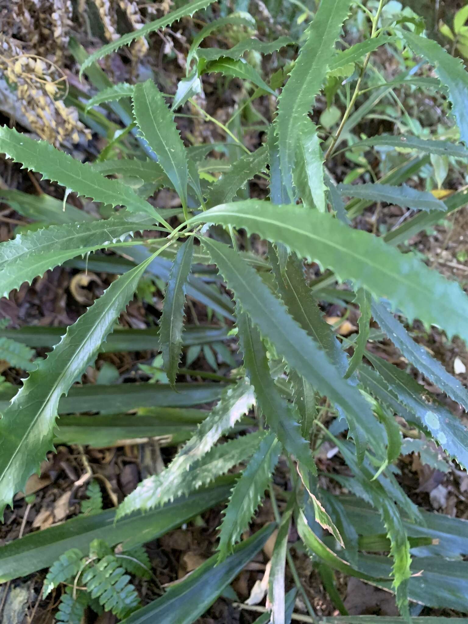 Sivun Helicia cochinchinensis Lour. kuva