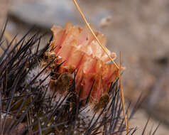 Eriosyce eriosyzoides (F. Ritter) Ferryman resmi