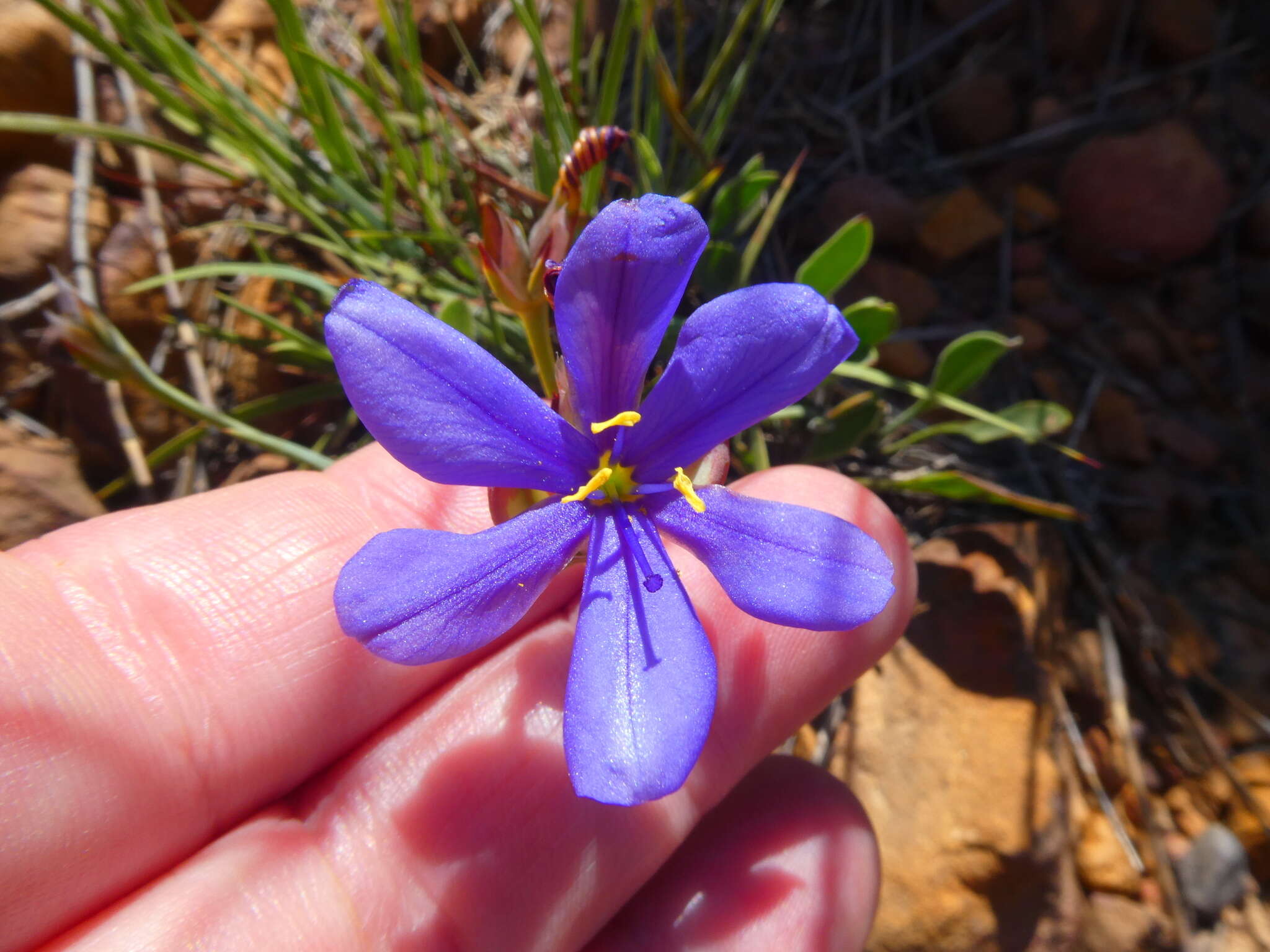 Imagem de Aristea juncifolia Eckl. ex Baker