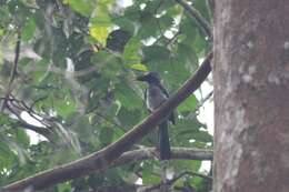 Image of Black Dwarf Hornbill