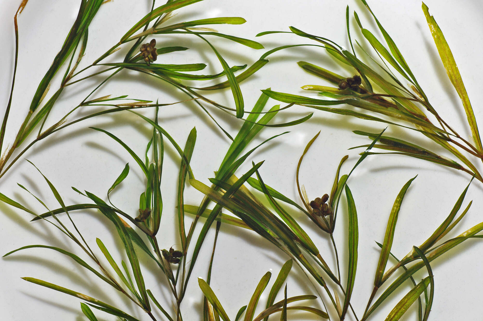 Image of sharp-leaved pondweed