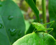 Image of speckled bush-cricket