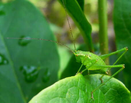 Image of speckled bush-cricket