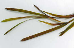 Image of sharp-leaved pondweed