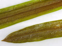 Image of sharp-leaved pondweed