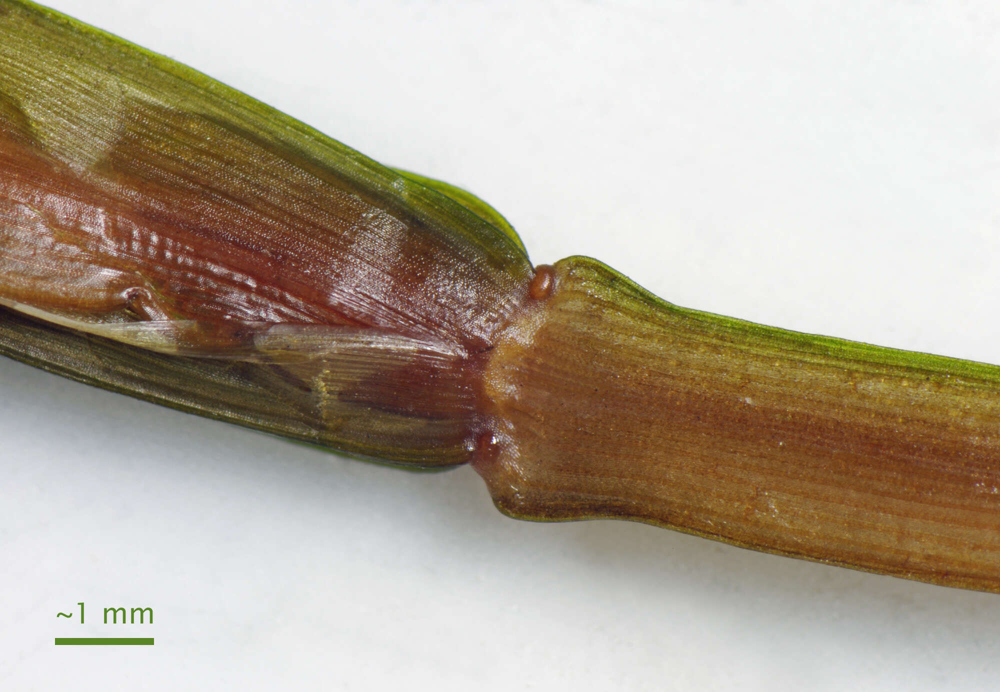 Image of sharp-leaved pondweed