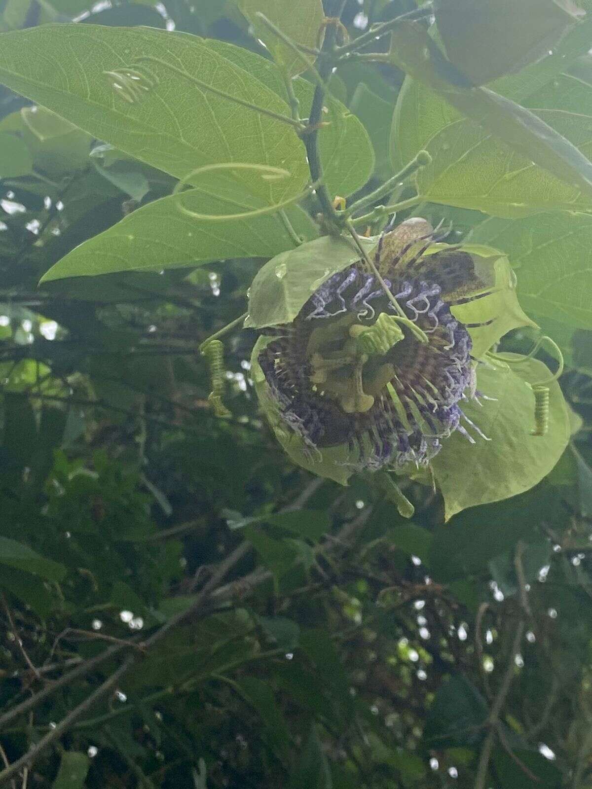 Image of conch apple