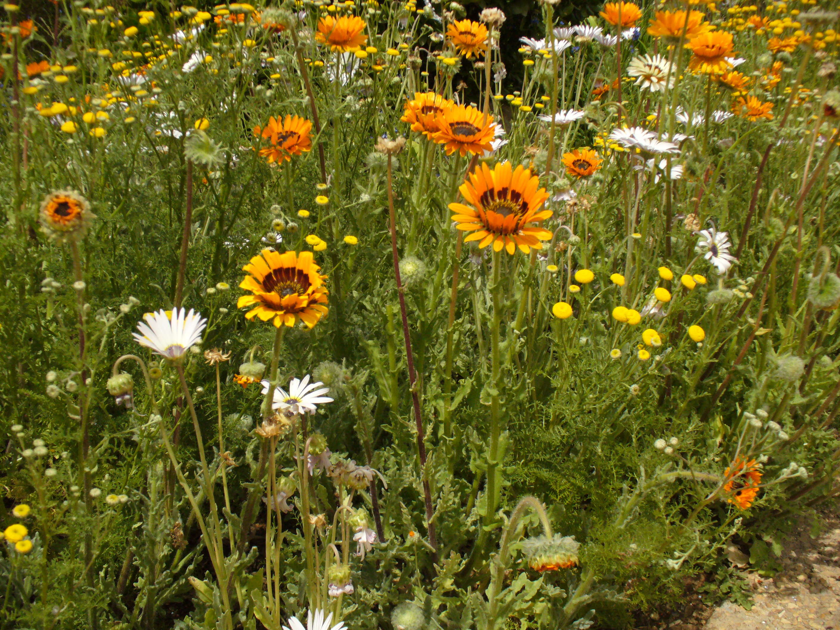 Image of Double Namaqua marigold