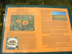 Image of Double Namaqua marigold