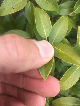 Image of mountain fetterbush