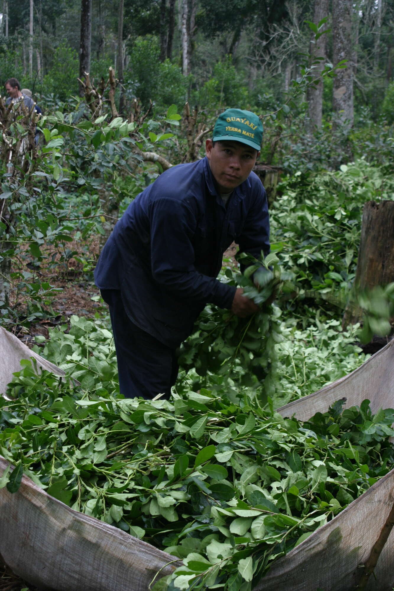 Слика од Ilex paraguariensis A. St.-Hil.