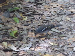 Image of La Palma Chaffinch