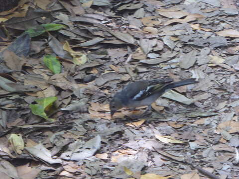 Image of La Palma Chaffinch