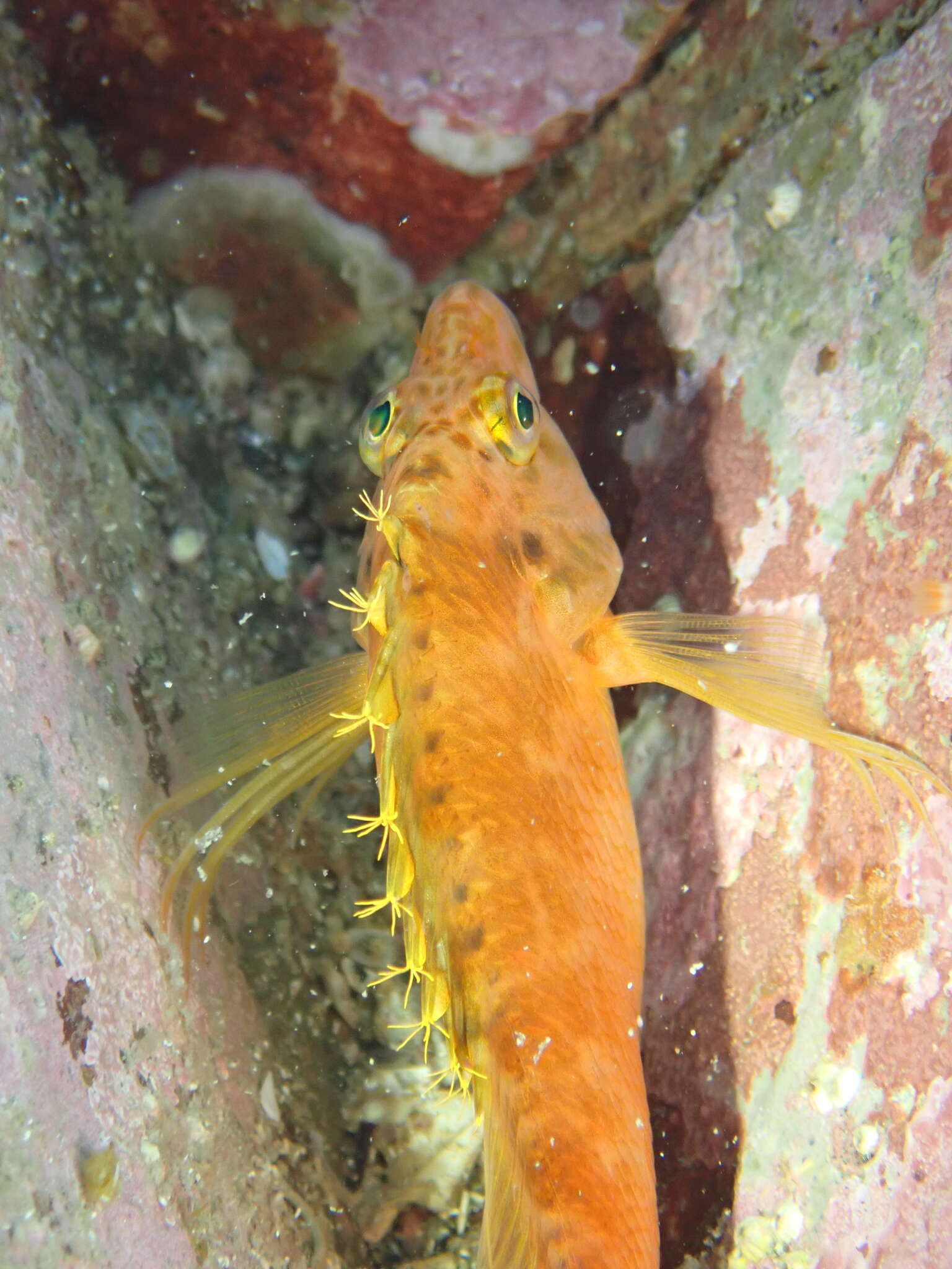 Image of Golden curlyfin