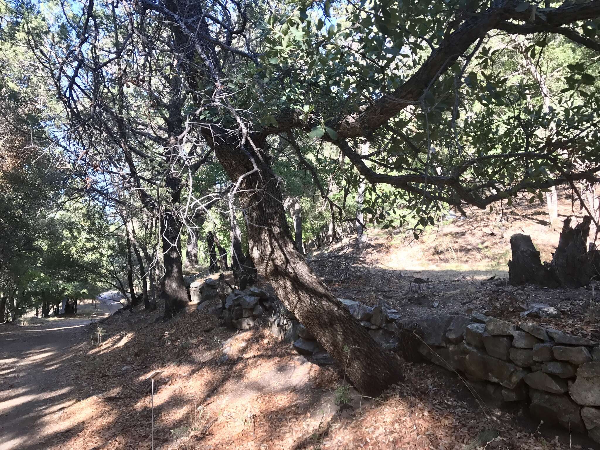 Image of Arizona White Oak