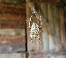 Image of Garden spider