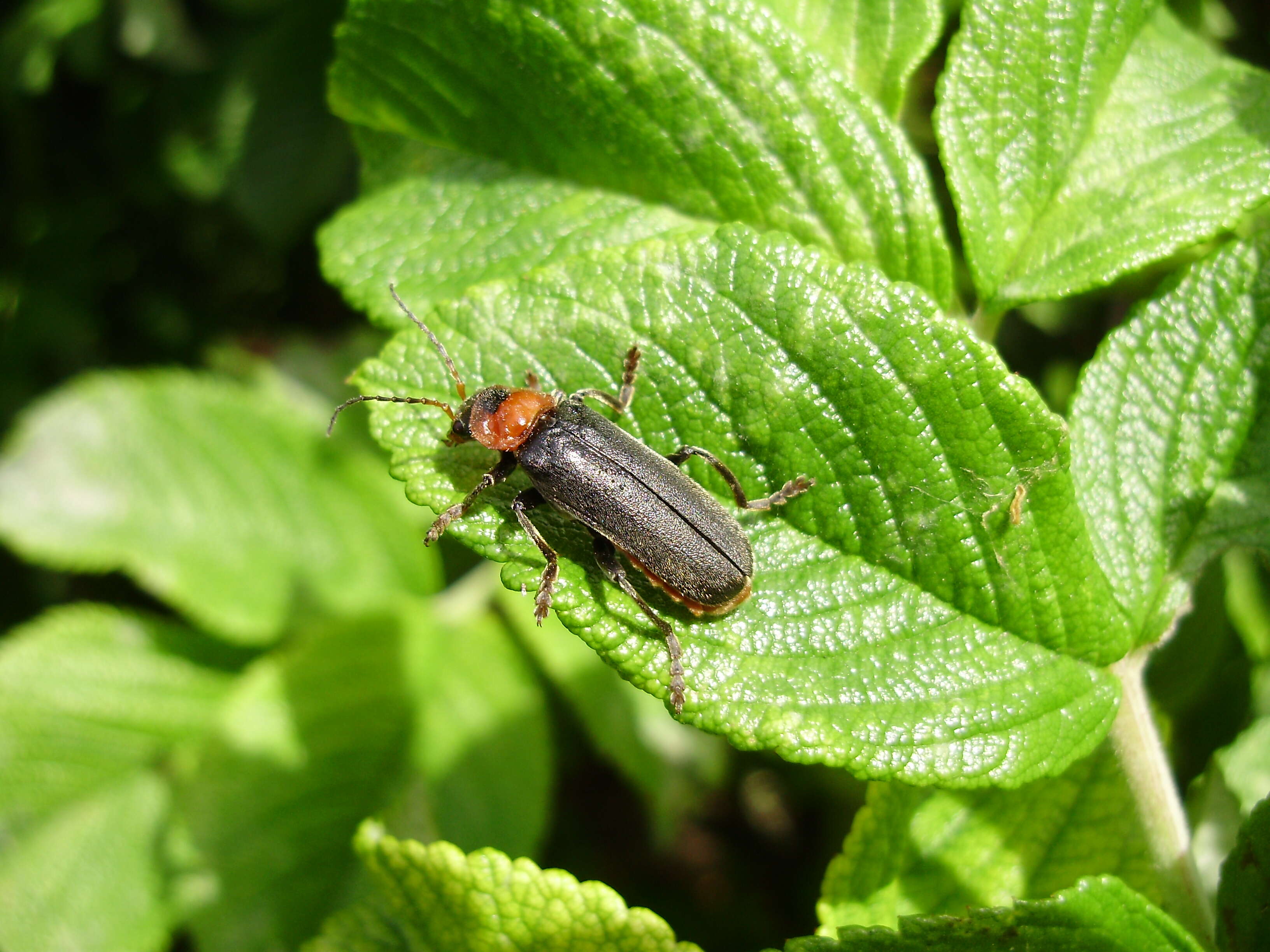 Image of Cantharis fusca