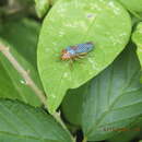 Image of Black-winged sharpshooter