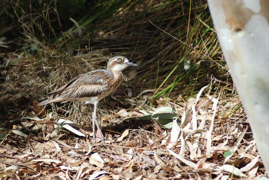 Image of Bush Stone-curlew