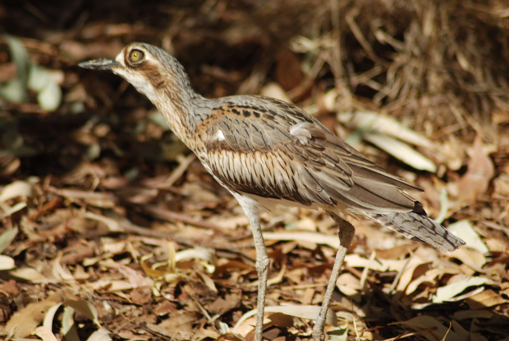 Image of Bush Stone-curlew