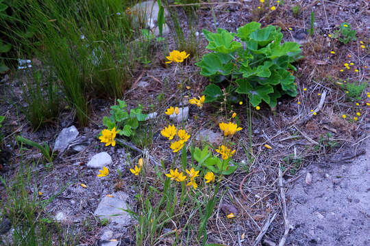 Image of Ixia sarmentosa Goldblatt & J. C. Manning