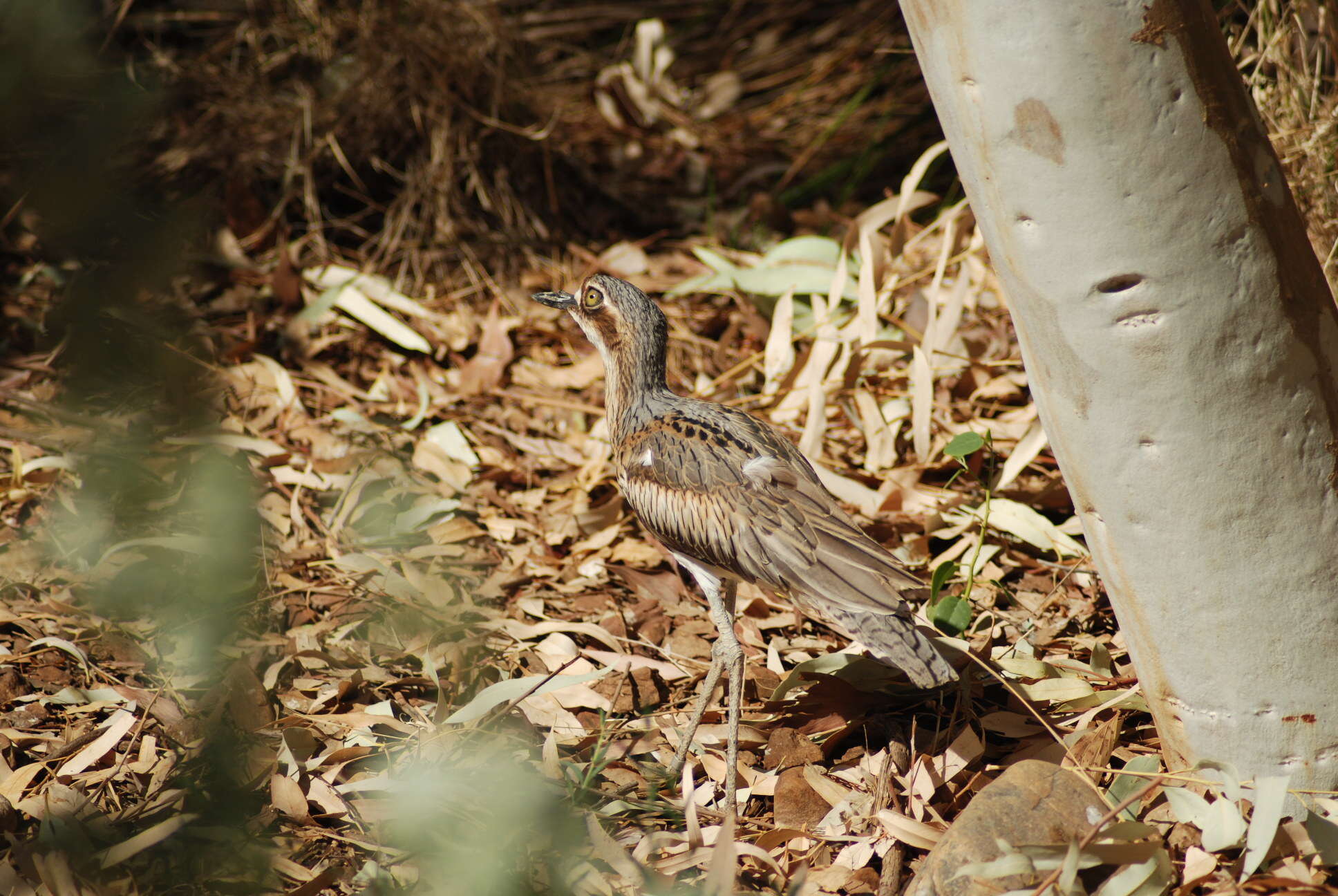 Image of Bush Stone-curlew