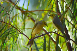 Image of White-plumed Honeyeater