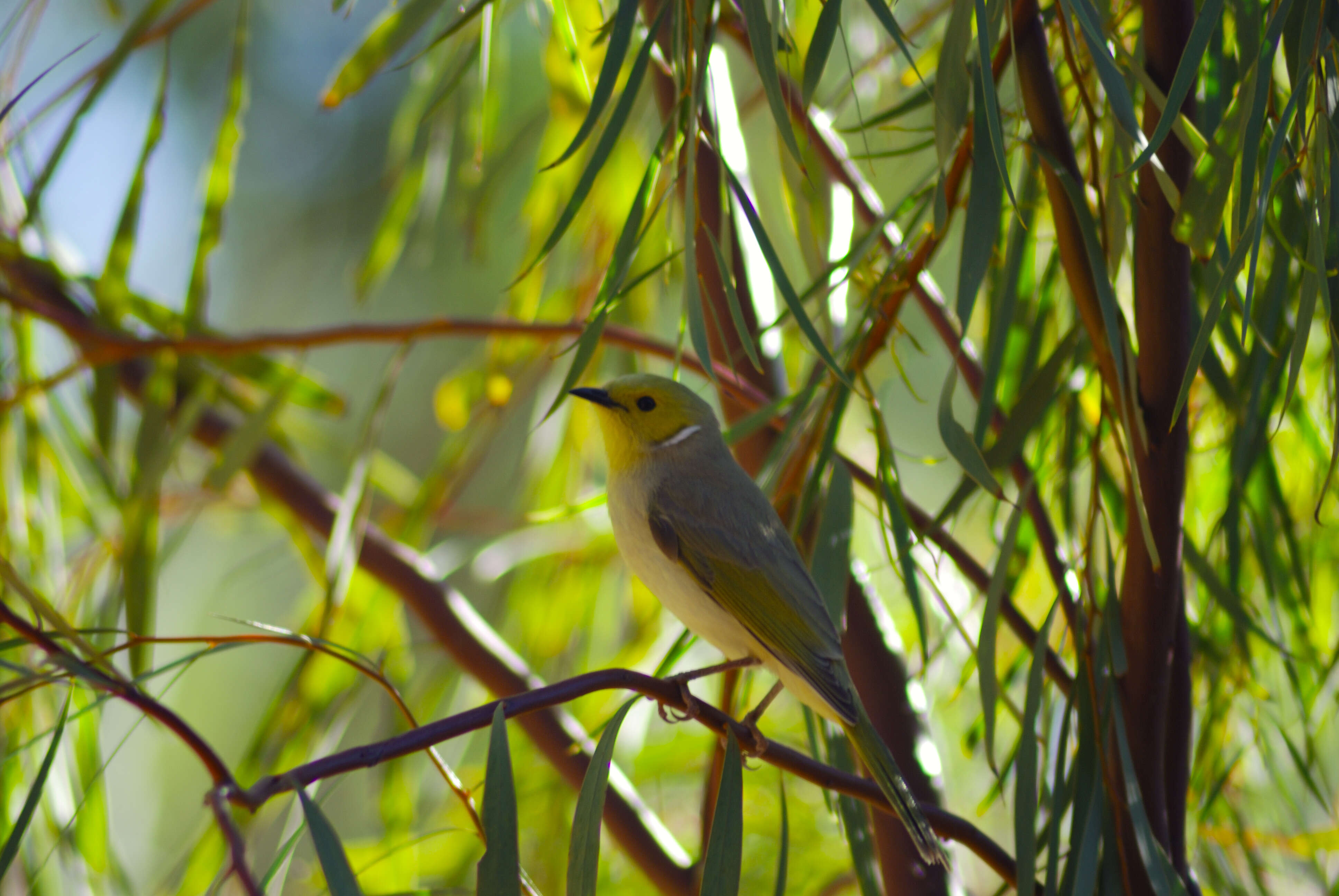 Image of White-plumed Honeyeater