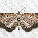 Image of Eupithecia russeliata Swett 1908