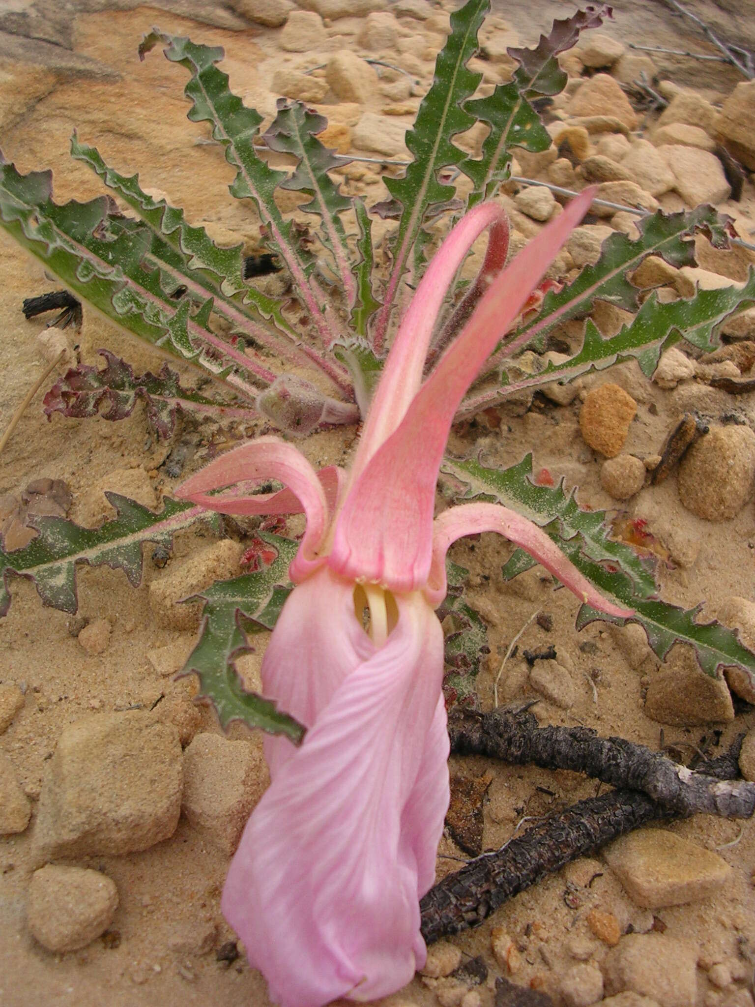 Image de Oenothera cespitosa Nutt.