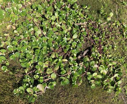 Image of disk waterhyssop