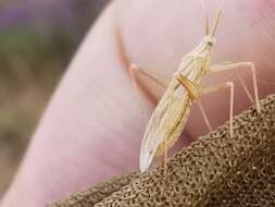 Image of Miridius longiceps Wagner 1955