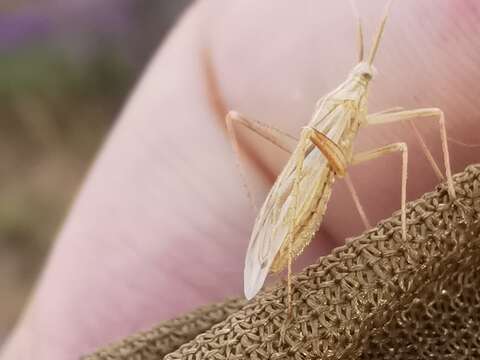 Image of Miridius longiceps Wagner 1955